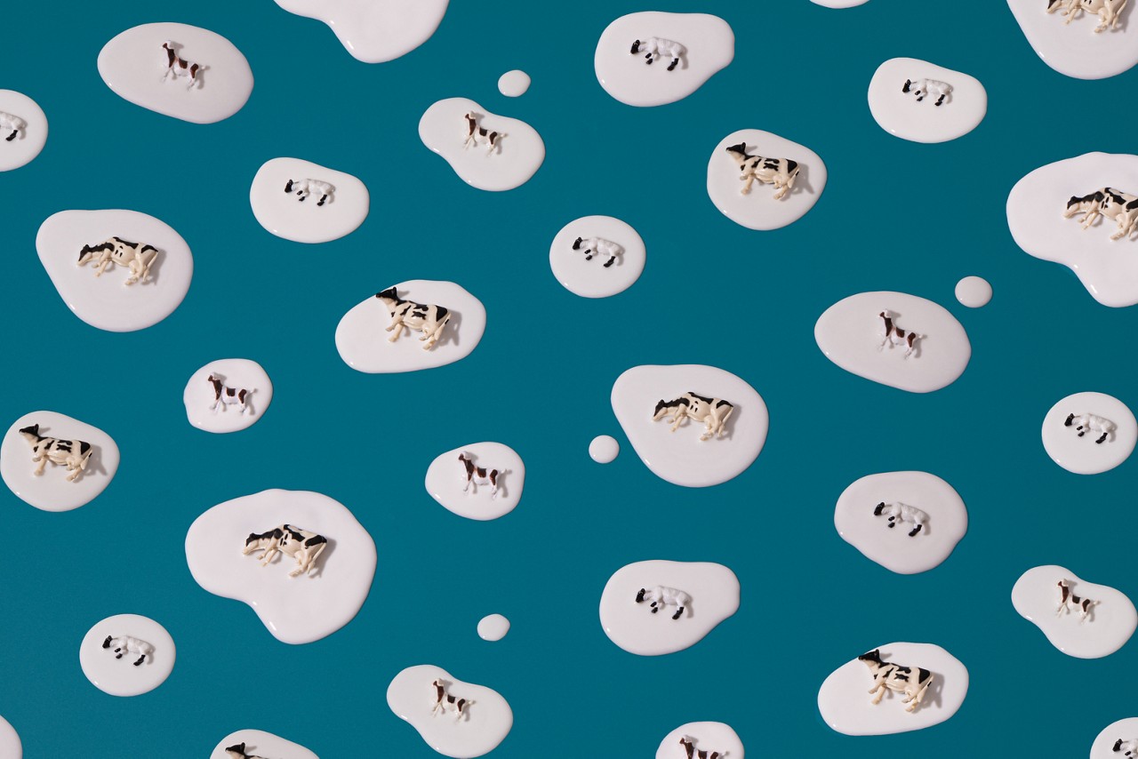 Cow figurines in spilled milk