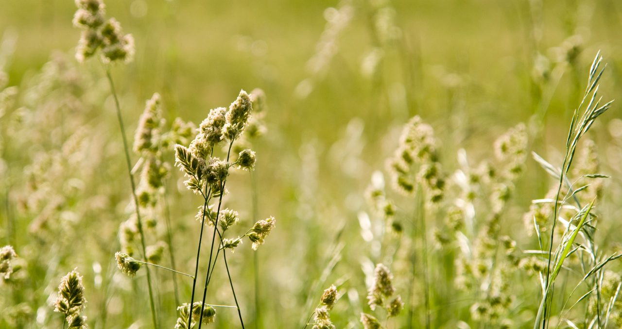 Green meadow in summer with pollen.