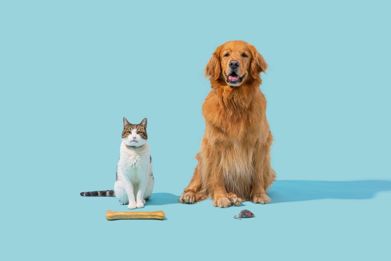 猫と犬の画像