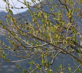 オオバヤシャブシ