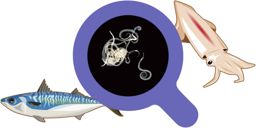 アニサキスアレルギーの主な原因食物