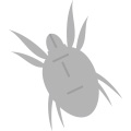 アレルゲンダニのイラスト