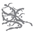 アレルゲンカビのイラスト