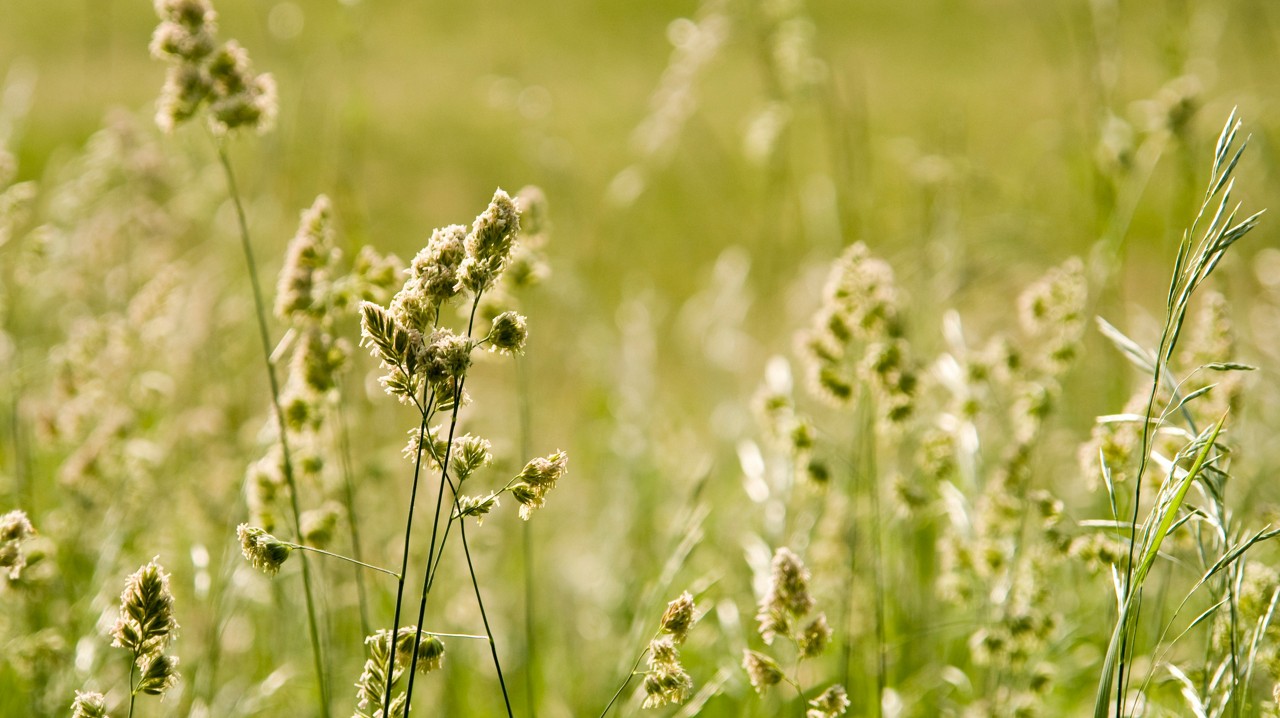 Green meadow in summer with pollen.