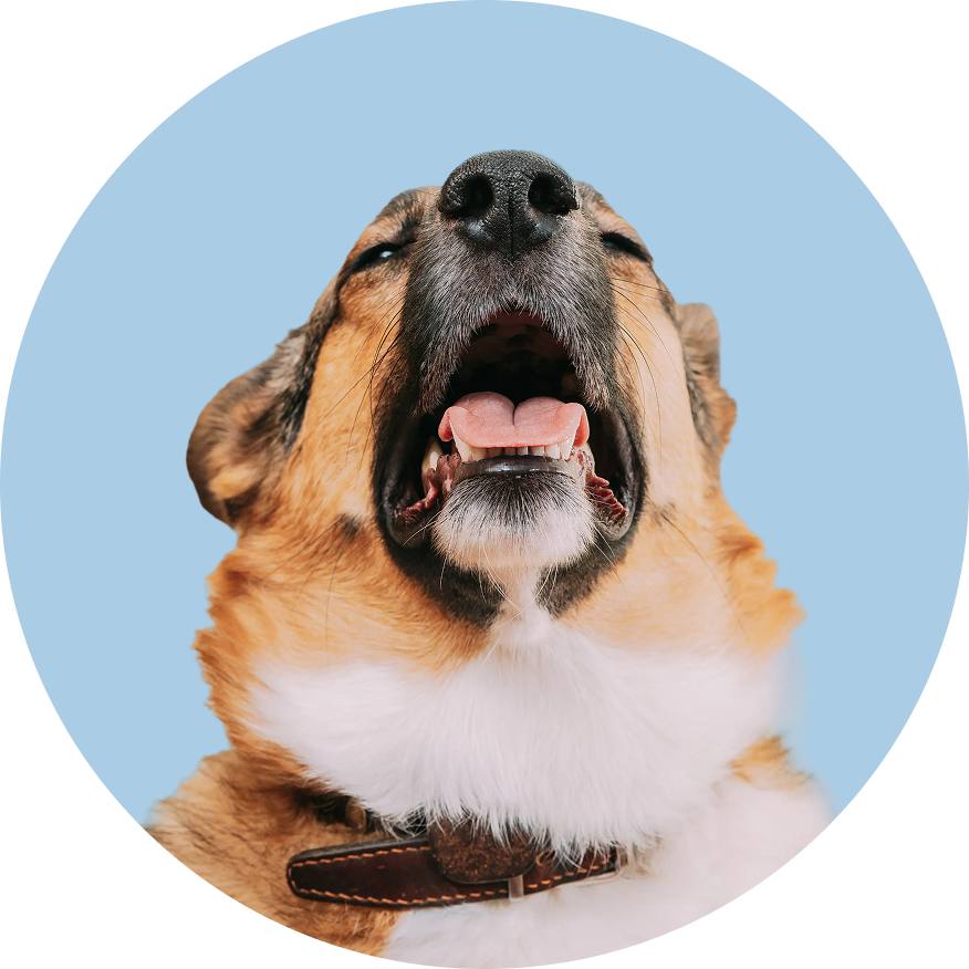 dog sneezing from indoor allergies