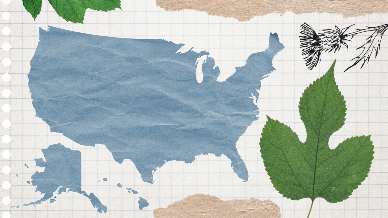 United States outline with common spring allergens | Allergens by state