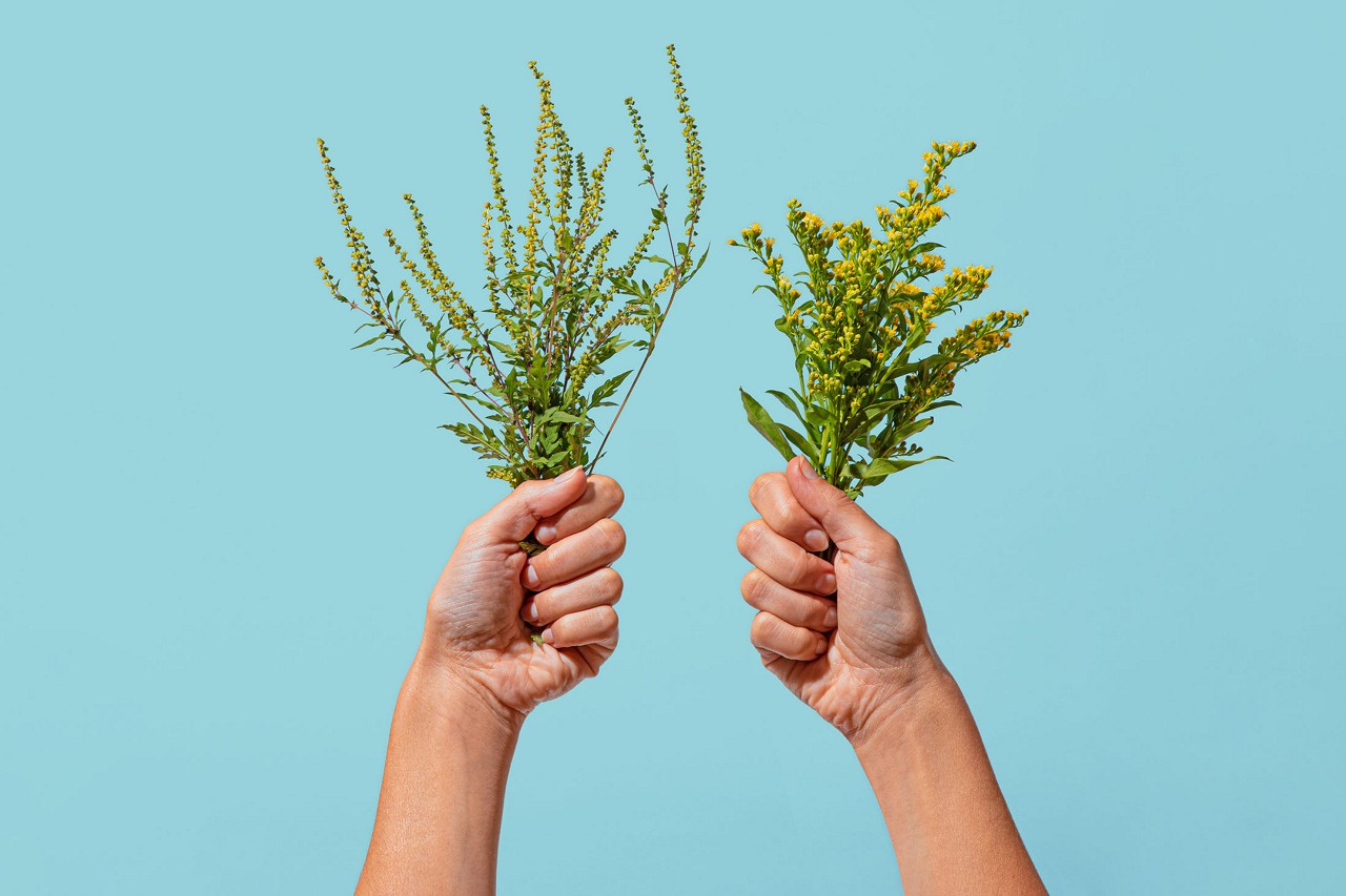 a hand holding a bunch of golden rod next to a hand holding a bunch of ragweed. 