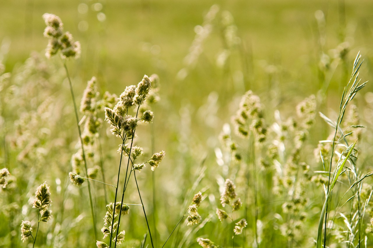 Green meadow in summer with pollen.