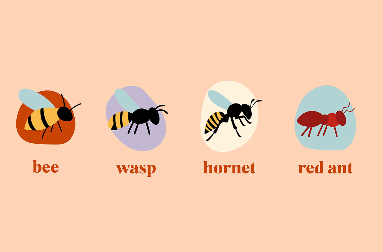 Illustration of bee, wasp, hornet and red ant.