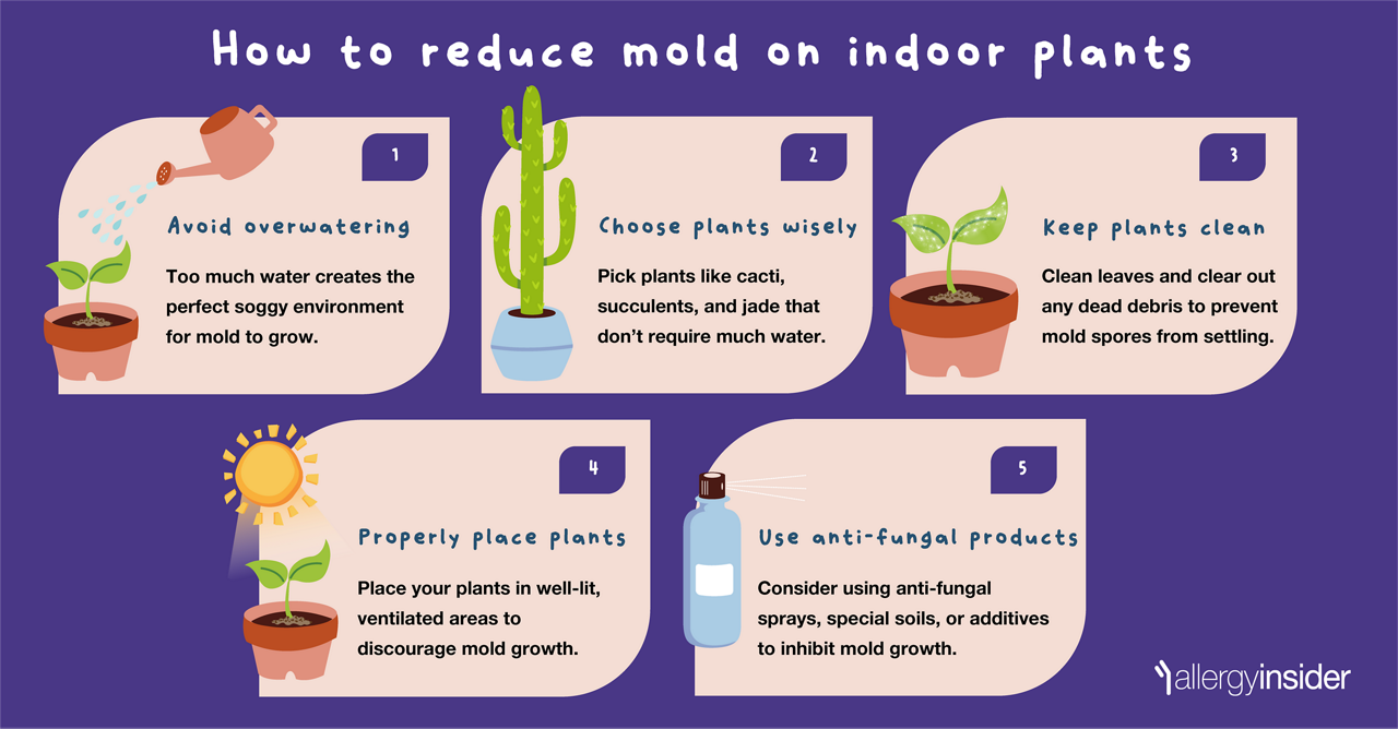 how to reduce mold on indoor plants