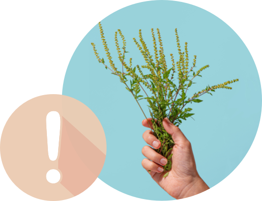 Main tenant l'ambroisie | Allergies d'automne