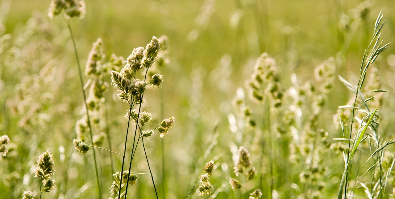 Green meadow in summer with pollen.