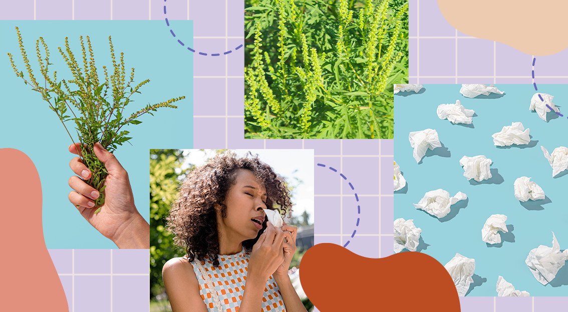 Ragweed allergy graphic with woman sneezing